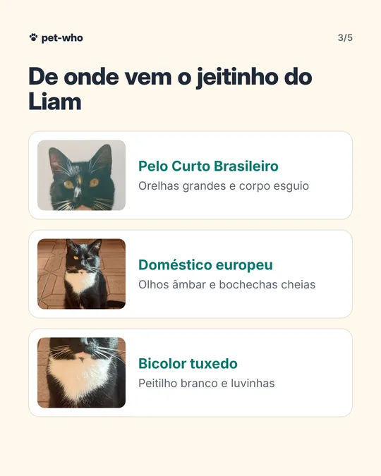 Carrossel 3: de onde vem o jeitinho