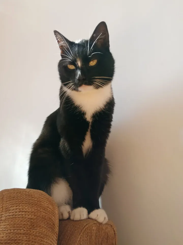 Liam, um gato preto e branco, sentado no encosto do sofá