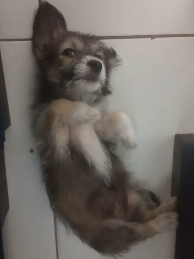 Cachorrinha SRD de pelagem mesclada, deitada de barriga para cima